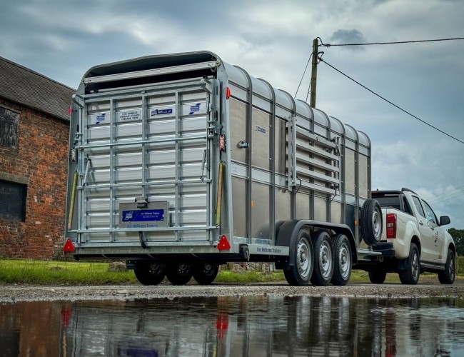 2025 Ifor Williams TA510 16x6 (497x178x182cm) Veetrailer 3-asser VT823 | Aanhangwagen | Veetrailer